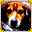 A beagle.